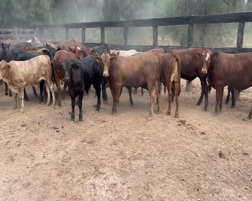 Lote 60 Terneros/as en Juan José Castelli, Chaco