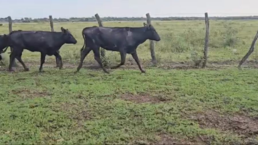 Lote 45 Vaquillonas en Pirané, Formosa