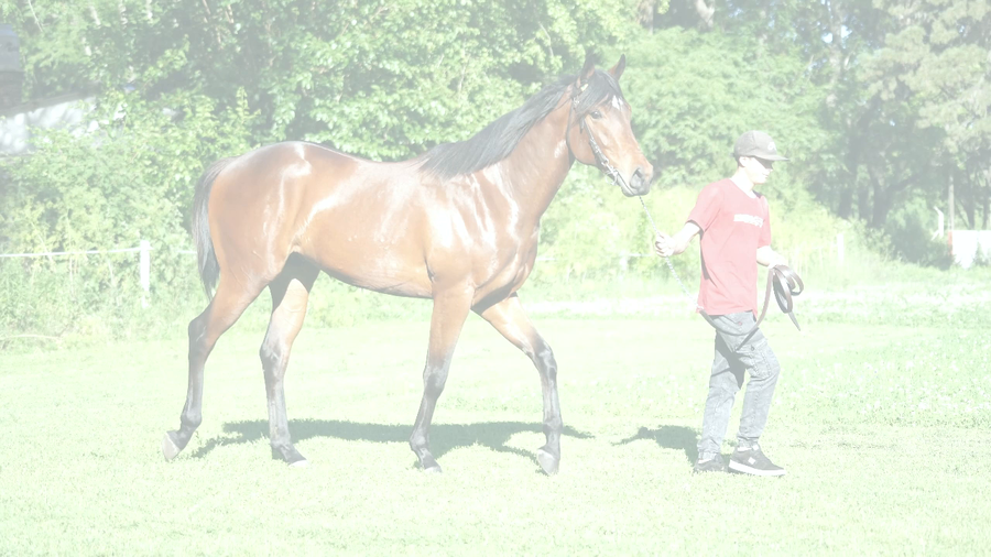 Lote FINANCIERO (LIZARD ISLAND -  FOLLONICA)