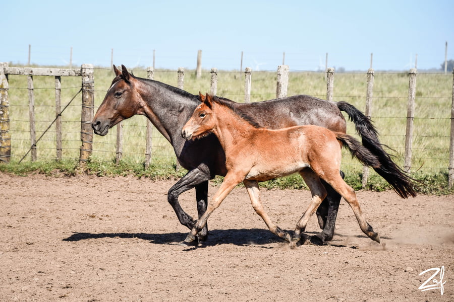 Lote ATIGRADA GAITERA