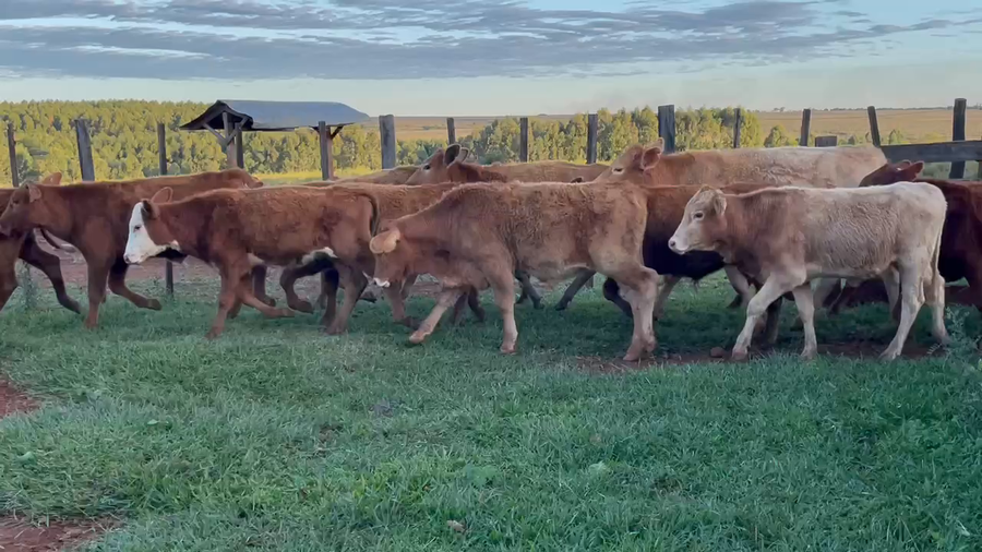 Lote 45 Terneros/as en Ituzaingó, Corrientes