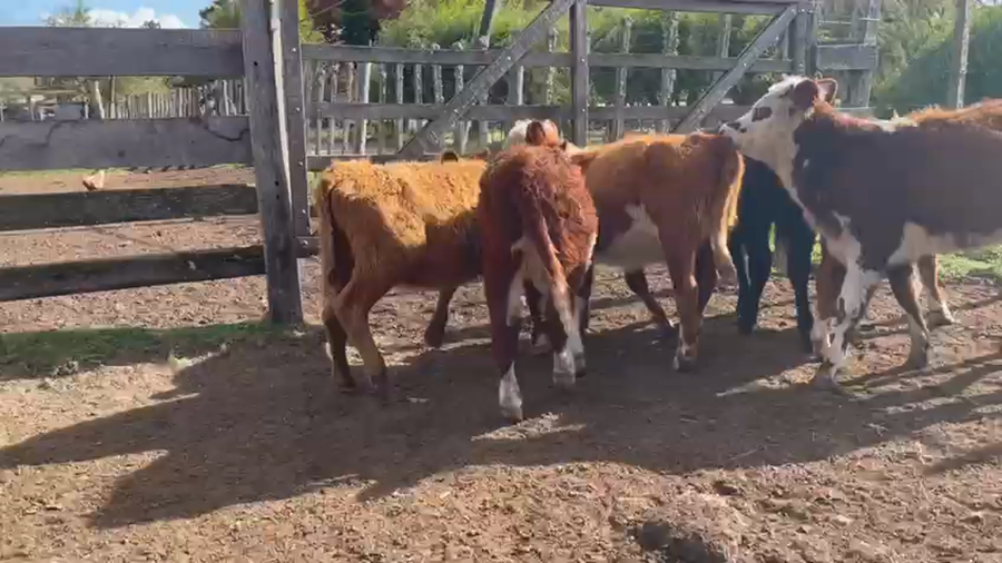 Lote 6 Terneras HEREFORD ANGUS Y CRUZAS a remate en Pantalla Camy Mayo - Desde La Cuenca 130kg - , San José