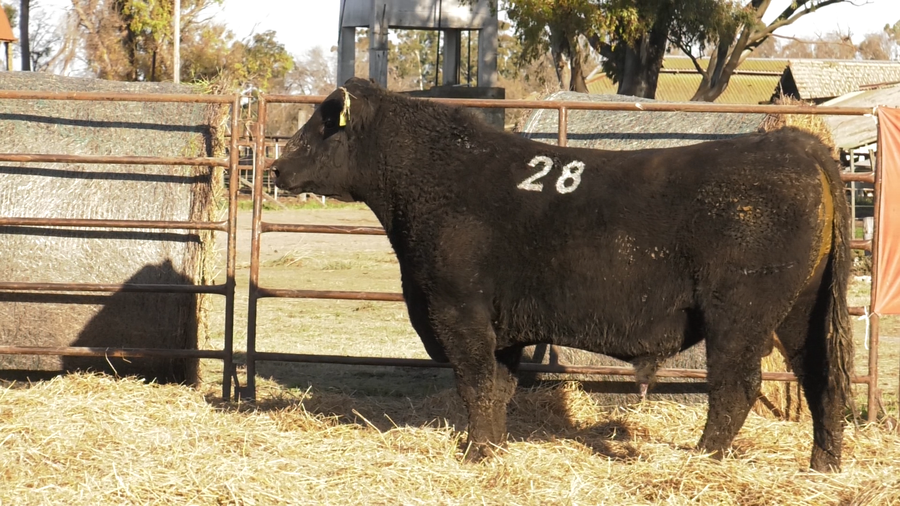 Lote TOROS ANGUS NEGROS  PC