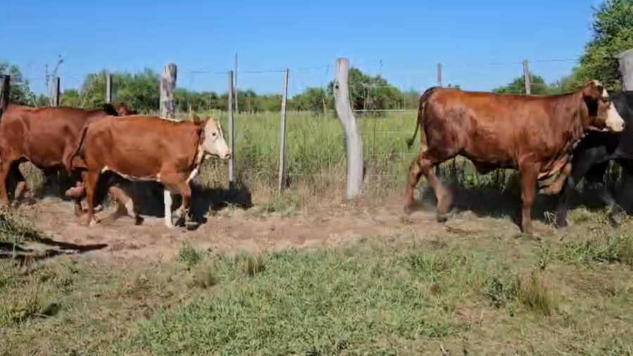Lote 32 Terneros/as