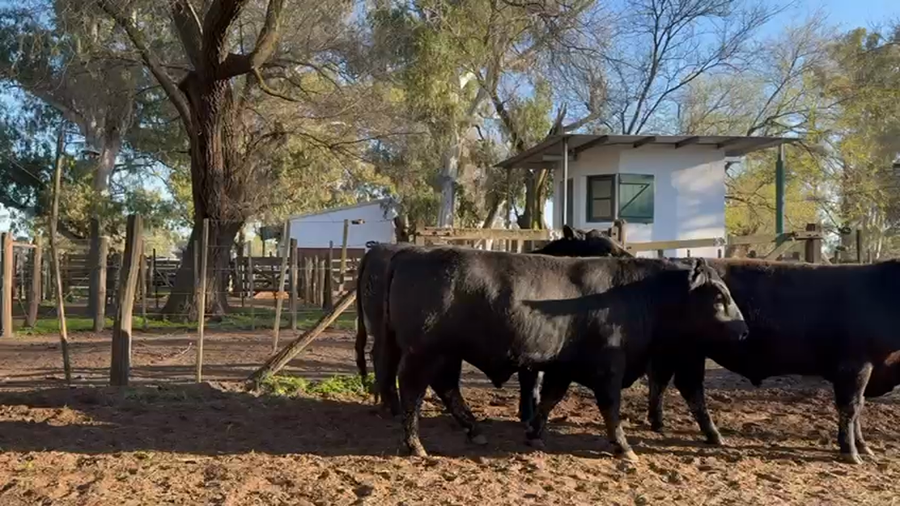 Lote TOROS PUROS DE PEDIGREE