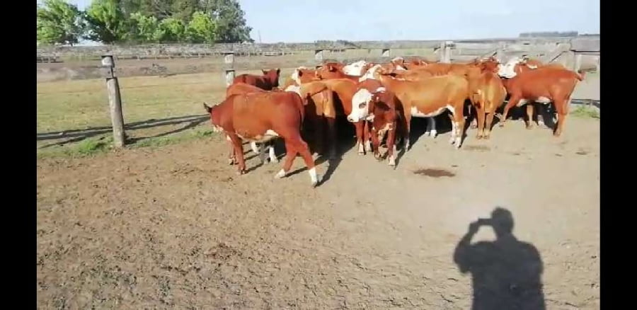 Lote 25 Vaquillonas en Villaguay, Entre Ríos