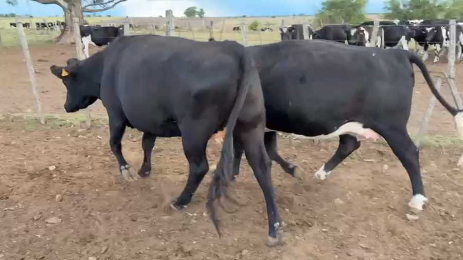 Lote 2 Vaquillonas  a remate en Pantalla Camy, San José