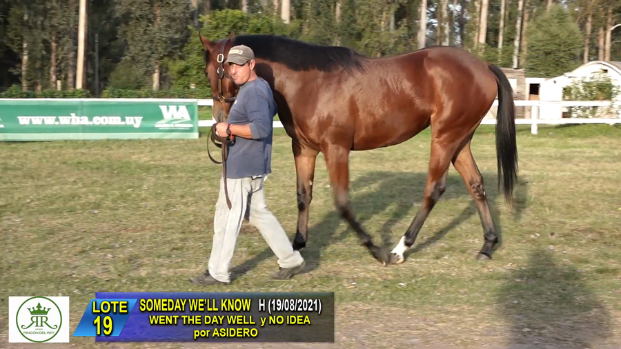 Lote SOMEDAY WE’LL KNOW