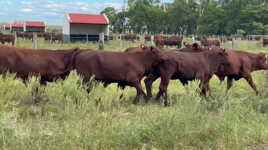 Lote 90 Terneros en Corrientes, Mariano I. Loza