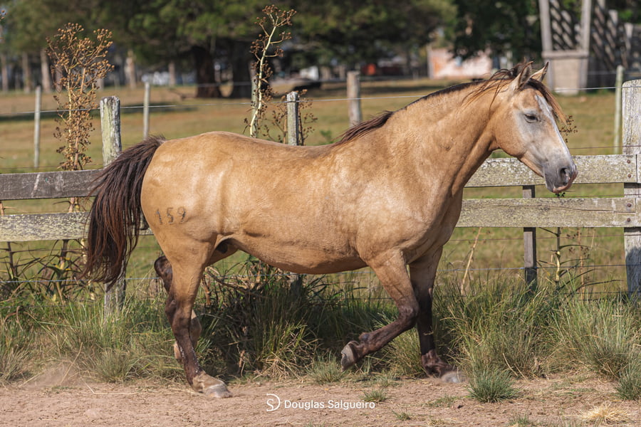 Lote MILONGA DE FRONTERA