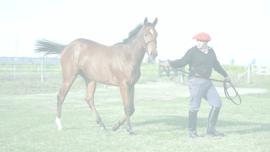 Lote CANDY NEVADO NIK (NICODEMUS - CANDY SOLA)