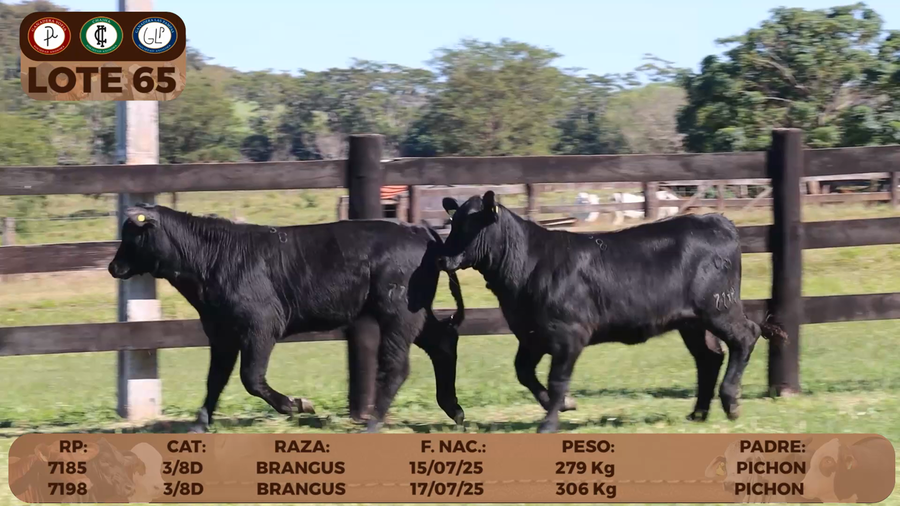Lote LOTE 65