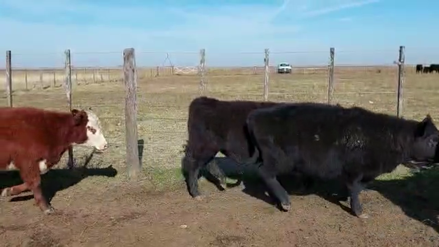 Lote 65 Terneros/as en Pila, Buenos Aires