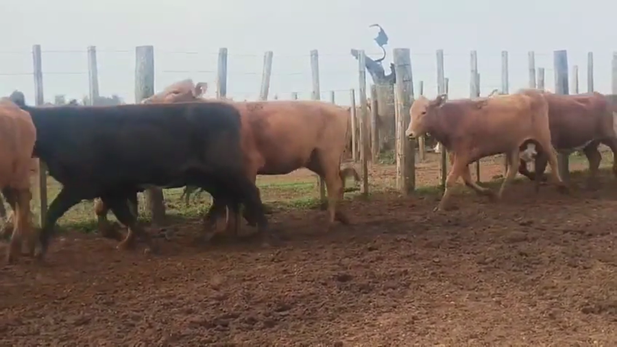 Lote 24 Vaquillonas preñadas