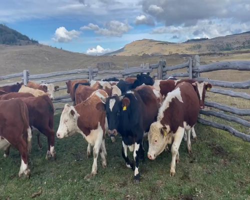 Lote 44 Novillo Engorda en Coyhaique, XI Región Aysén