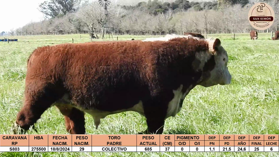 Lote TOROS PUROS REGISTRADOS "SAN SIMON"