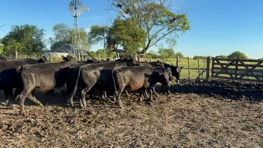 Lote 30 Vacas de invernar en Entre Ríos, Federal