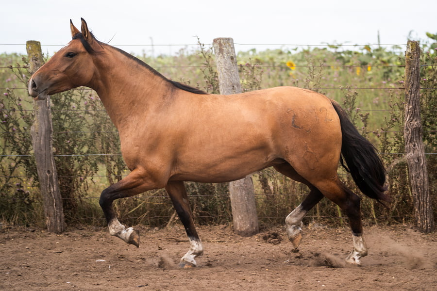 Lote PERDIDA LUNA NUEVA