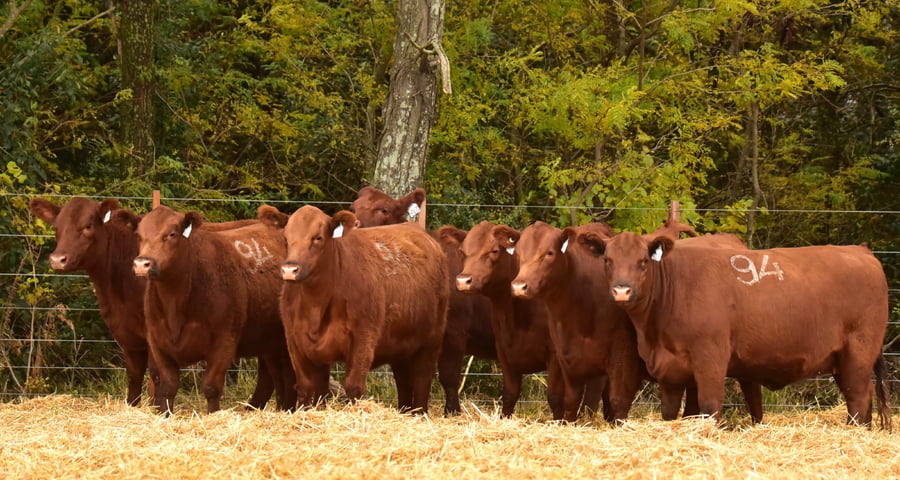 Lote VAQUILLONAS ANGUS PC PRIMAVERA