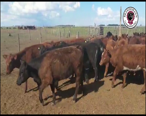 Lote 62 Terneras de 200 Kg