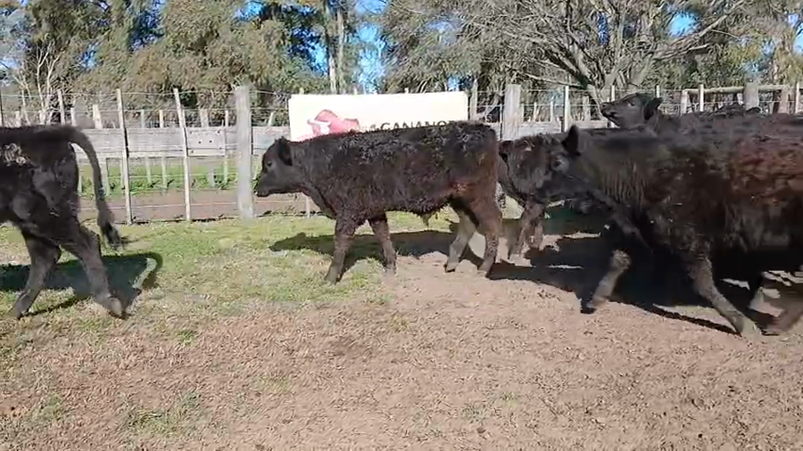 Lote 50 Vaquillonas