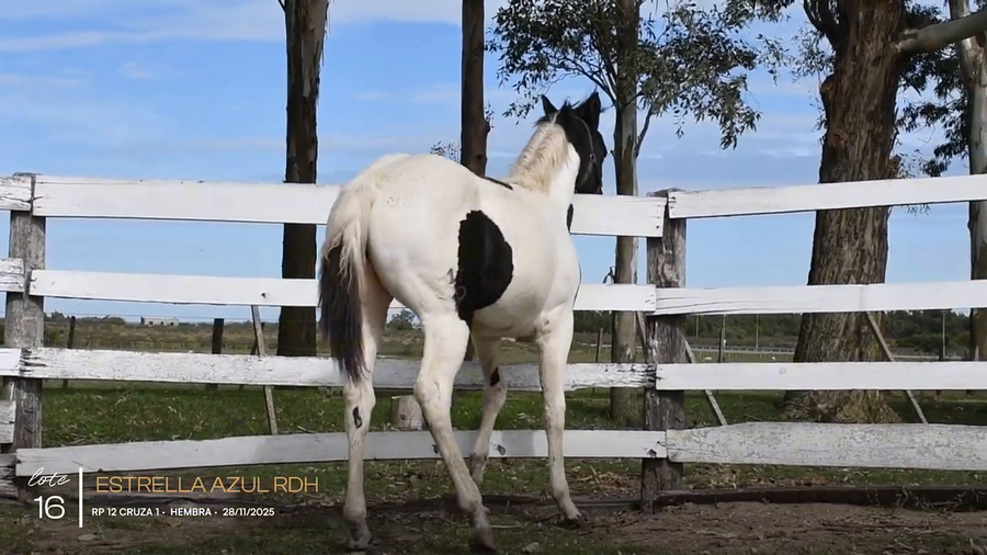 Lote ESTRELLA AZUL RDH