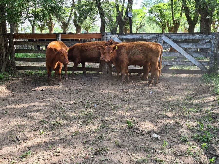 Lote 5 Novillitos en Gral. Lamadrid, Buenos Aires