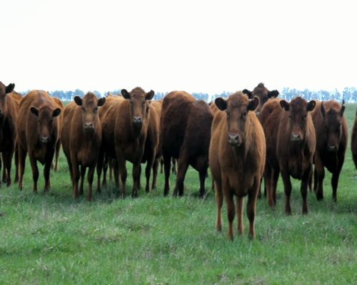 Lote 15 VAQ P/ ENTORAR DE 24 MESES COLORADAS Marca liquida , Genetica STA SERGIA