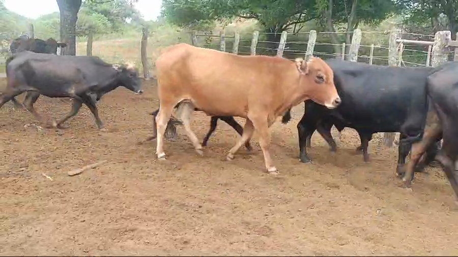 Lote 34 Vacas nuevas C/ cria en Quimilí, Santiago del Estero