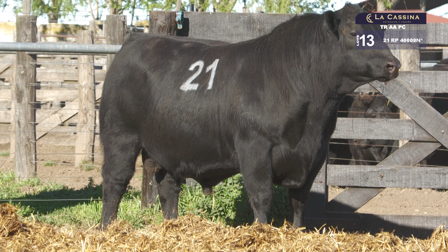 Lote TOROS ANGUS PURO CONTROLADO