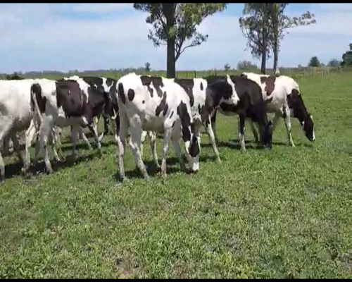 Lote Ruben Zenclussen