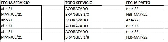 Lote VAQUILLONA PREÑADAS CORRAL 71