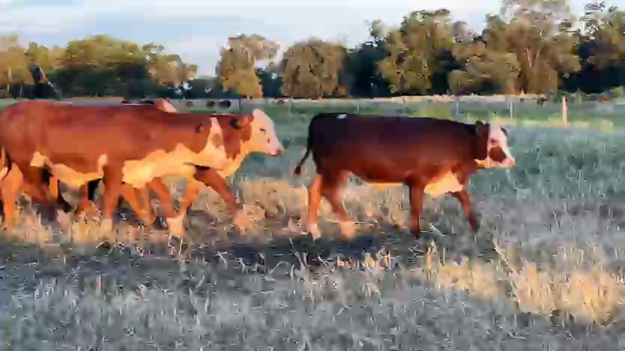 Lote 90 Novillitos en Chaco, Villa Berthet