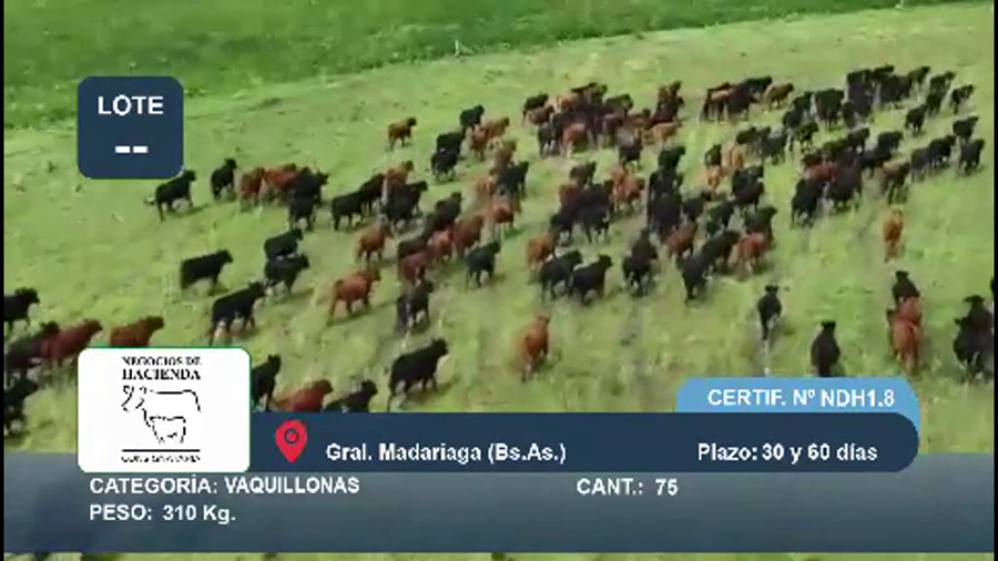 Lote 75 Vaquillonas en Buenos Aires, Gral. Madariaga