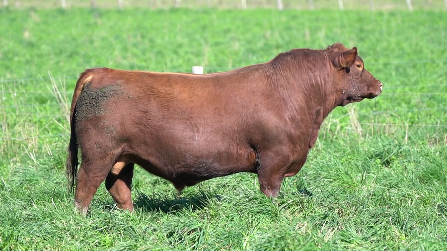 Lote TORO