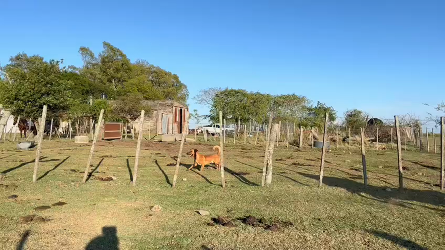 Lote VACA DE INVERNADA