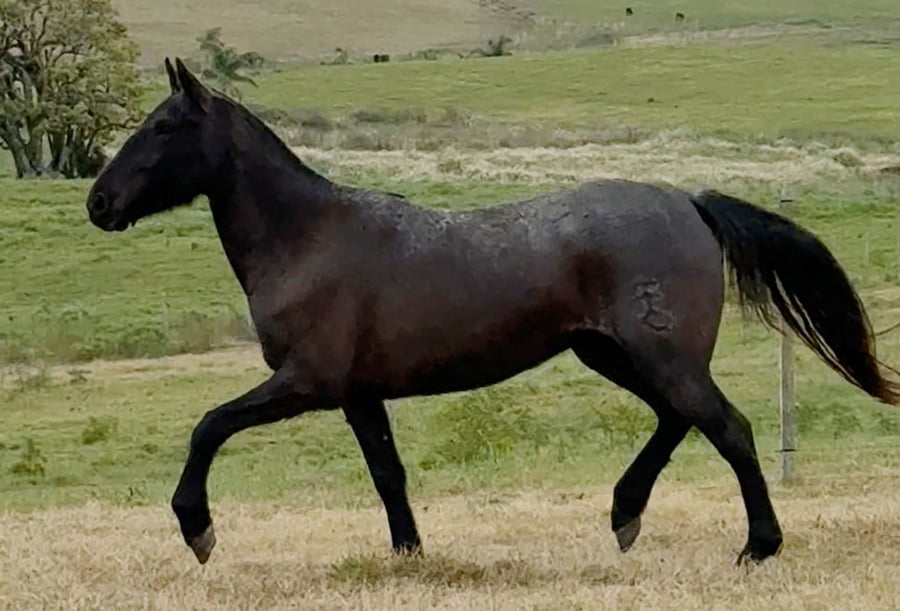 Lote DIVINA EL TACUARAL