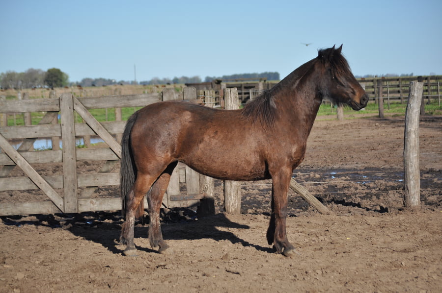 Lote LACAPILLA BATARAZA