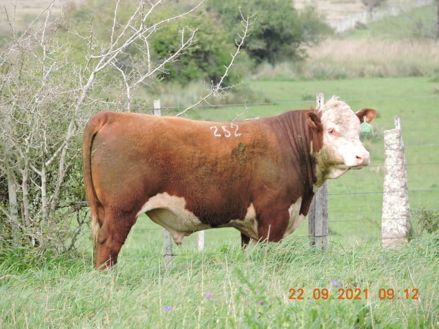 Lote RP 252 - CABAÑA EL TORIL