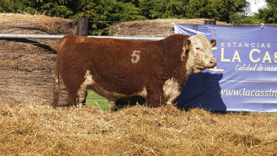 Lote TOROS P. HEREFORD PURO REGISTRADO
