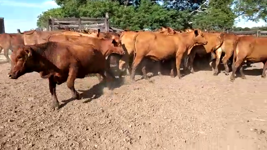 Lote 68 Vaquillonas C/ gtia de preñez en Chaco, Pto. Bermejo