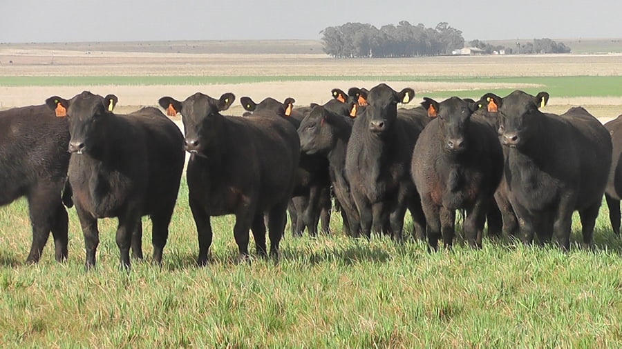 Lote VAQ.  ANGUS NEGRAS MAS  PARICIÓN DE OTOÑO