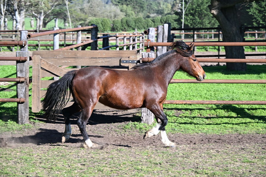 Lote LA BRAVA TOTORERA
