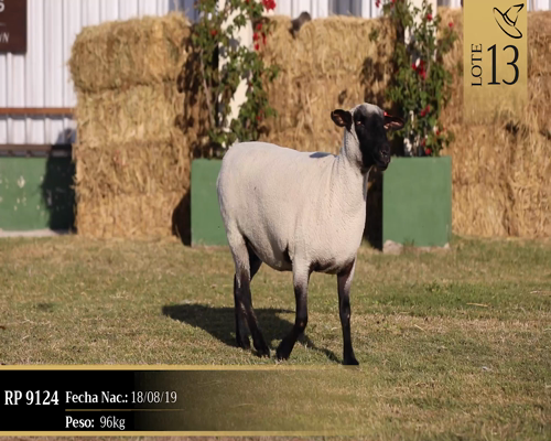 Lote Borregas a remate en Cabaña Las Brujas, San José
