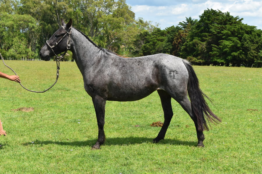 Lote RP 132 - GITANA TURENA