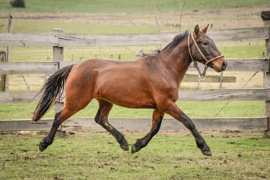 Lote PICHON MOLLES