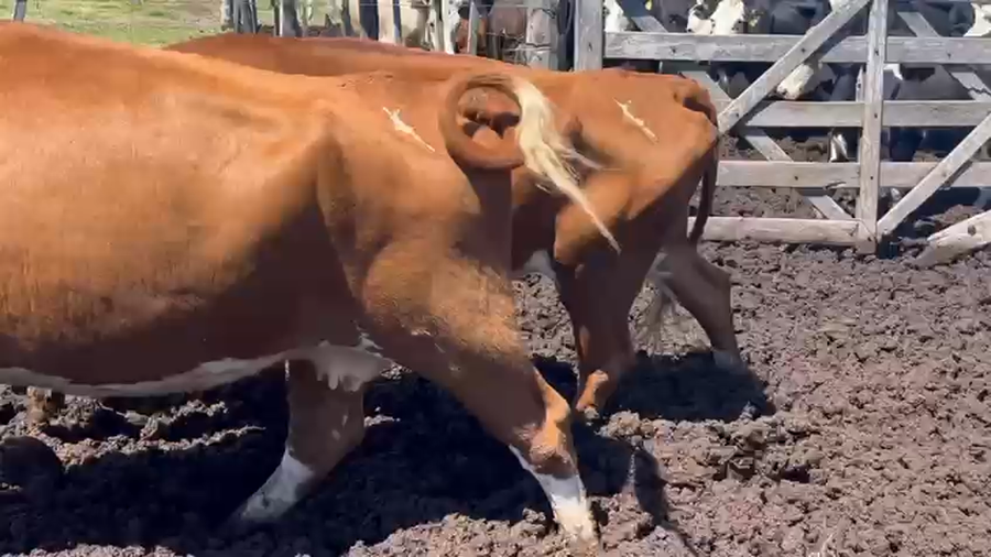 Lote 120 VACA C/CRÍAS ANGUS NEGRO Y COLORADO EN EGUSQUIZA, SANTA FE