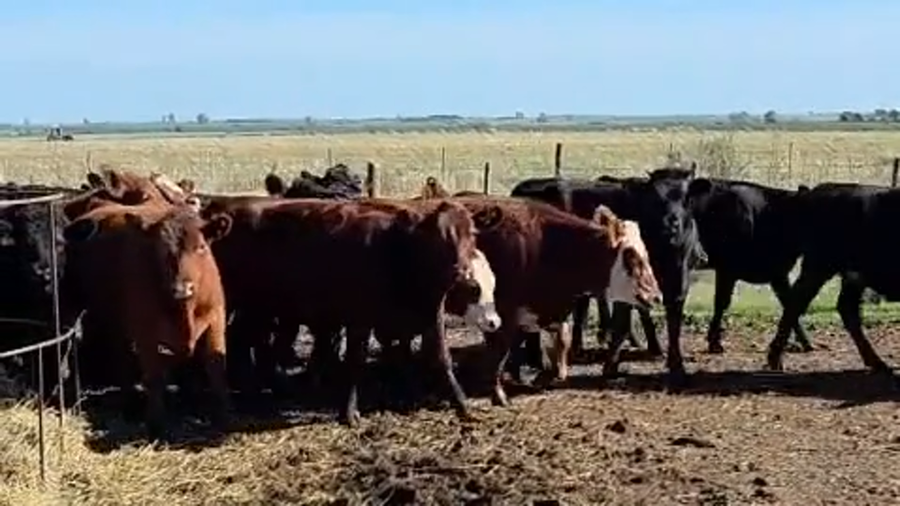 Lote 65 Terneros/as en Entre Ríos, Nogoyá