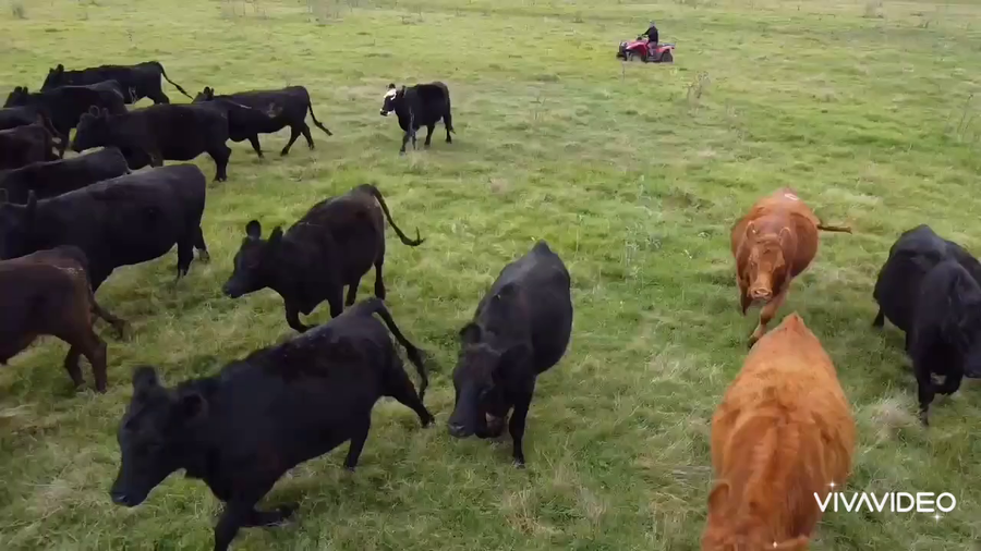 Lote 100 Vaquillonas C/ gtia de preñez