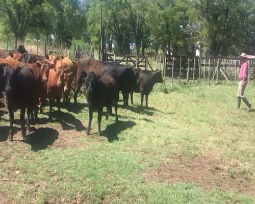 Lote 54 Novillitos y vaquillonas en Coronel Suarez, Buenos Aires